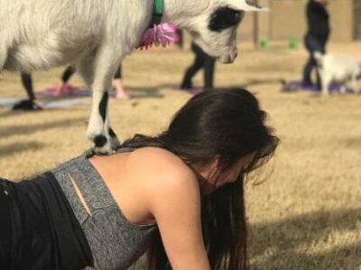 goat yoga