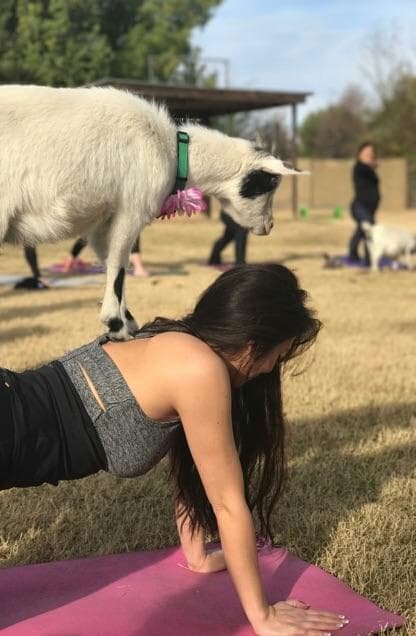 The Triumph of Goat Yoga 2023