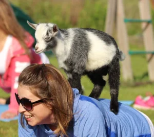goat yoga