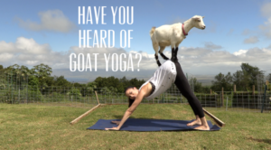 goat yoga