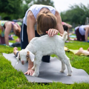 goat yoga health benifit